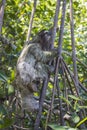 Close Up Profile Three Toed Sloth Climbing Tree Royalty Free Stock Photo