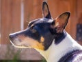 A close-up profile of a Toy Fox Terrier\'s face Royalty Free Stock Photo