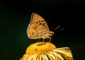 Close-up profile view of a beautiful Argynnis niobe butterfly perched atop a bright yellow flower