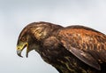 Close up profile view of mature Harris`s Hawk