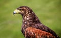 Close up profile view of mature Harris`s Hawk