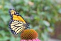 Close up profile of monarch butterfly