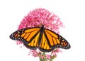 Monarch butterfly, top view with wings open, on pink Egyptian Star Cluster flowers