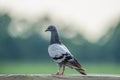 Close-up profile view of a pigeon perching on the fence before the blurred background Royalty Free Stock Photo