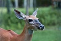 Closeup Profile of a Whitetail Doe Deer Looking to the Right Royalty Free Stock Photo