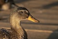 Profile of a Young Mallard Royalty Free Stock Photo