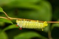 Promethea Silkmoth Caterpillar