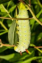 Promethea Silkmoth Caterpillar