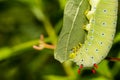 Promethea Silkmoth Caterpillar