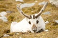 Close-up of prone reindeer staring at camera