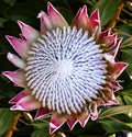Close up protea flower in pink and white against green garden foliage Royalty Free Stock Photo
