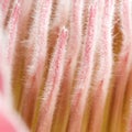 Close-up protea square Royalty Free Stock Photo