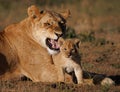 Lioness and cub on the Safari Royalty Free Stock Photo