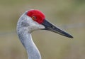 Protective nictitating eye membrane of an adult wild sandhill crane - Grus canadensis