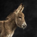 Close up of a provence donkey foal against black background