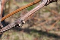Close up of a pruned grape.