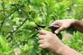 Close up of pruning shears cutting lime Royalty Free Stock Photo