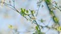Prunus Avium. Blooming Flowers Of A Cherry Tree. Flowering Branch In Spring. Close up.