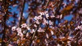 Close-up Prunus cerasifera `Nigra` Black Cherry Plum or prunus `Pissardii Nigra` blossom pink flowers with purple leaves Royalty Free Stock Photo