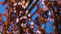 Close-up Prunus cerasifera `Nigra` Black Cherry Plum or prunus `Pissardii Nigra` blossom pink flowers with purple leaves Royalty Free Stock Photo