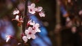 Close-up Prunus cerasifera `Nigra` Black Cherry Plum or prunus `Pissardii Nigra` blossom pink flowers with purple leaves Royalty Free Stock Photo