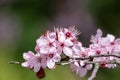 Close up of Prunus Cerasifera Pissardii blossom with pink flowers on blurred background. Royalty Free Stock Photo