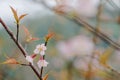 Close up Prunus cerasoides flower bloom nature beautiful background.