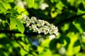 Close-up of Prunus padus `Siberian beauty` blossom on the background of bright blue sky in the spring garden. Blooming bird cherry Royalty Free Stock Photo