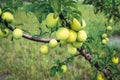 Japanese plum fruits Royalty Free Stock Photo