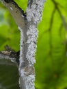 Close up of Pseudococcidae on branch Royalty Free Stock Photo