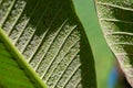 Close up of Pseudococcidae on green leaf. Royalty Free Stock Photo