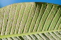 Close up of Pseudococcidae on green leaf. Royalty Free Stock Photo