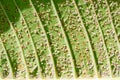 Close up of Pseudococcidae on green leaf Royalty Free Stock Photo