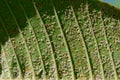 Close up of Pseudococcidae on green leaf Royalty Free Stock Photo