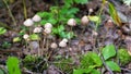 Close up psilocybin mushrooms in the forest