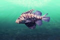 Close up on Pterois, lionfish in aquarium