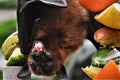 Close up of Pteropus are commonly known as fruit bats or flying foxes surrounded by fruits hanging from the rope