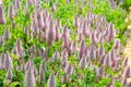 Close up of ptilotus exaltatus joey in the garden. Natural floral background. Royalty Free Stock Photo