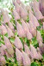 Close up of ptilotus exaltatus joey in the garden. Natural floral background. Royalty Free Stock Photo