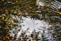 Close up of puddle of rain with leaves in