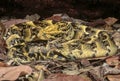 Close up of puff adder snake