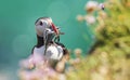 Close-up of a puffin, Atlantic Puffin, Fratercula artica