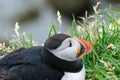 Close-up of puffin head on the grass, mascot and symbol of Iceland