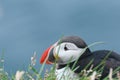 Close-up of puffin head, mascot and symbol of Iceland