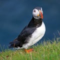 Close-up of puffin perching on grassy field against sea