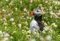 Close-up of a puffin relaxing in a grassy meadow dotted with white flowers