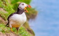 Puffins Puffins on Skomer Island in Wales UK - close up against blue sky