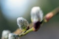 Close up of puffy pussy willows in bright spring day in nature Royalty Free Stock Photo