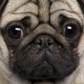 Close-up of Pug Royalty Free Stock Photo
