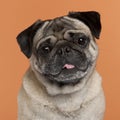 Close-up of Pug Royalty Free Stock Photo